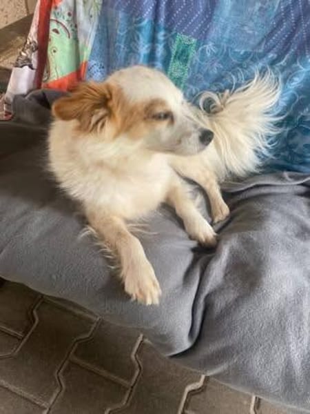 CHERRY ruhige, verspielte Sheltiemixhündin