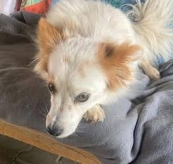 CHERRY ruhige, verspielte Sheltiemixhündin