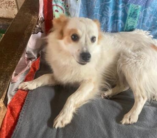 CHERRY ruhige, verspielte Sheltiemixhündin