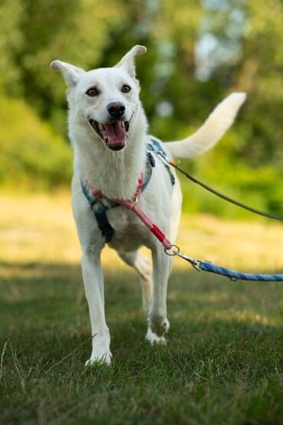 Lady Ellie, stubenreine Herzenshündin, ca. 5 Jahre