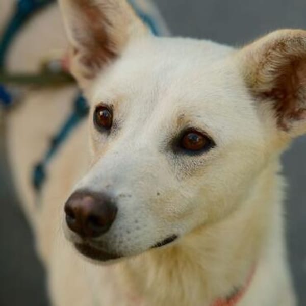 Lady Ellie, stubenreine Herzenshündin, ca. 5 Jahre