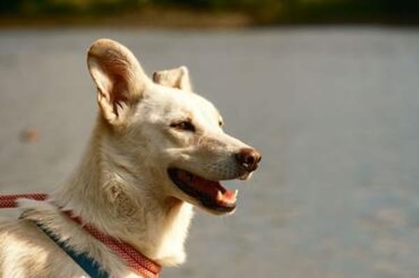 Lady Ellie, stubenreine Herzenshündin, ca. 5 Jahre