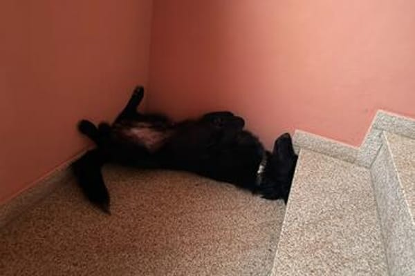 Robbie auf der Suche nach seinem Platz im Leben