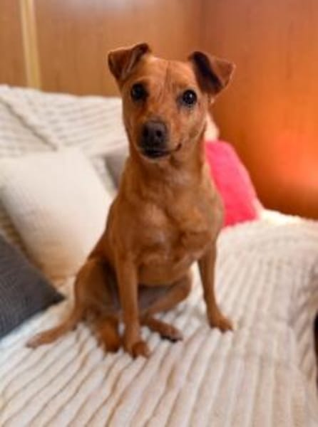 Dolly sucht ihre Menschen
