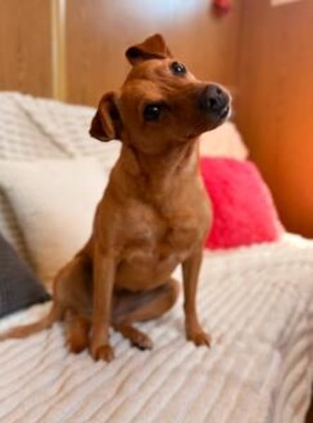 Dolly sucht ihre Menschen