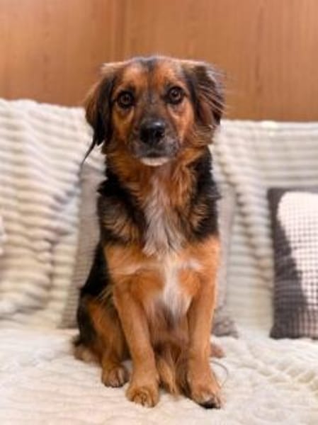 Bella ist bereit dein Herz zu erobern