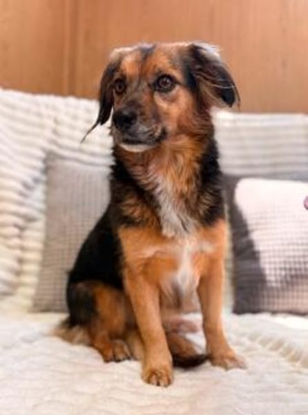Bella ist bereit dein Herz zu erobern