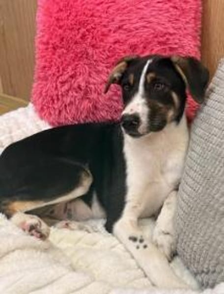 Bonnie sucht ein ruhiges, erfahrenes Zuhause