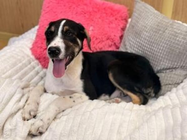 Bonnie sucht ein ruhiges, erfahrenes Zuhause