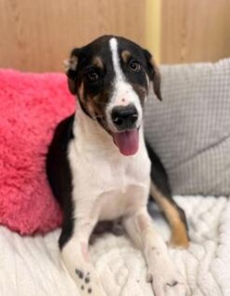 Bonnie sucht ein ruhiges, erfahrenes Zuhause