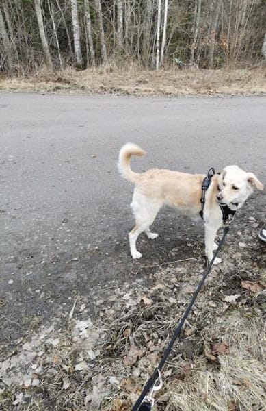 MILEY ca. 6-7 J. sensible Labbimix-Hündin