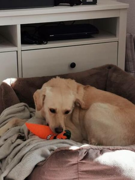 MILEY ca. 6-7 J. sensible Labbimix-Hündin