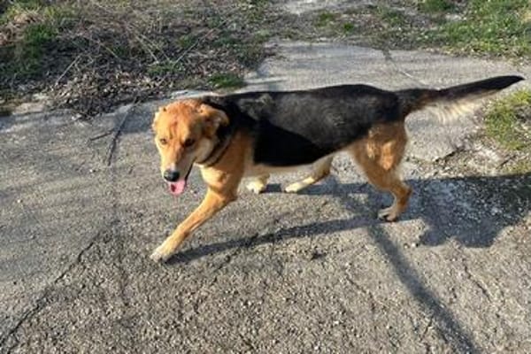 Lemmy - Verstehen Sie Hund?