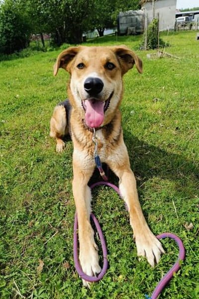 Lemmy - Verstehen Sie Hund?