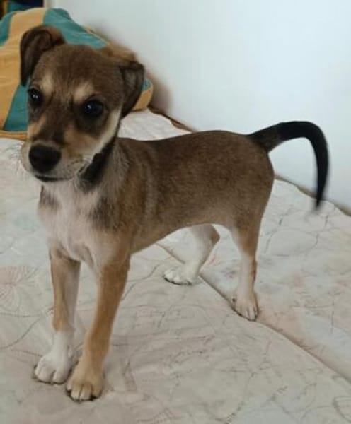 Pinschermix Talya
