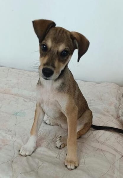 Pinschermix Talya