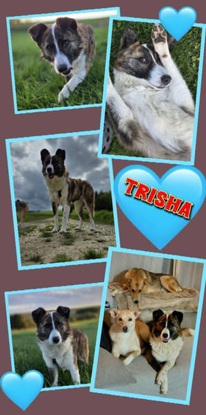 sensible Trisha auf PS in 86637