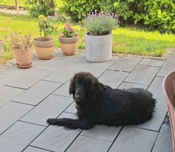 Eros Mix Rüde 2,7 Jahre alt in 78166