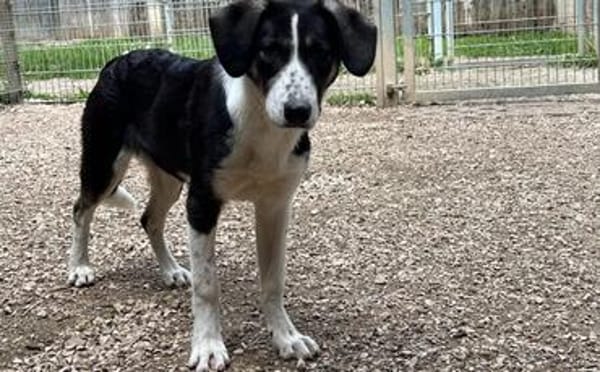 Tash sucht ein freies Körbchen