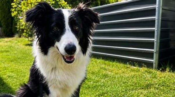 Molly, bezaubernde Border Collie Dame, ca. 4 Jahre