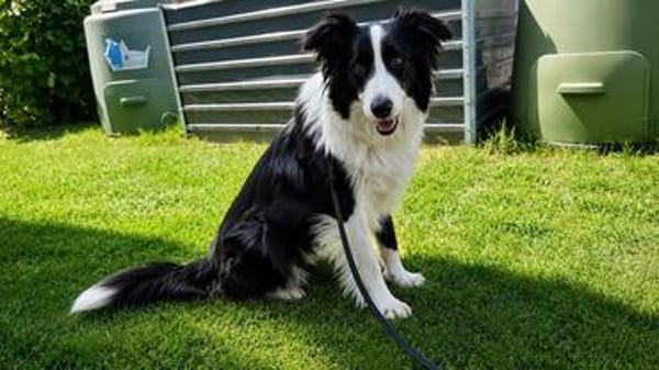 Molly, bezaubernde Border Collie Dame, ca. 4 Jahre