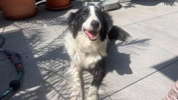 Molly, bezaubernde Border Collie Dame, ca. 4 Jahre