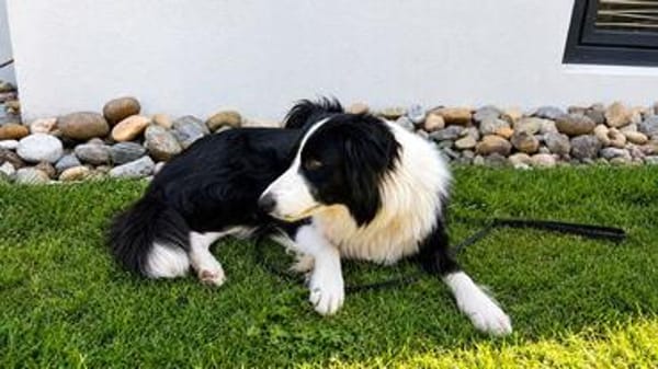 Molly, bezaubernde Border Collie Dame, ca. 4 Jahre