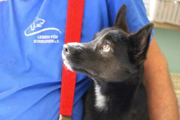 Rudy, Pflegestelle in Hessen