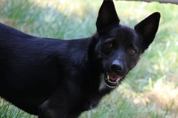 Rudy, Pflegestelle in Hessen