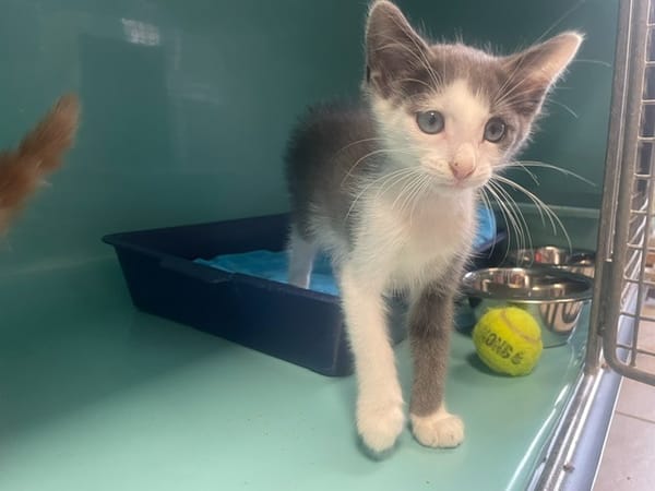 MOUSTIQUE