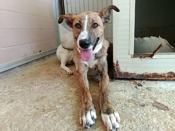 FIONA (UnionAnimal)