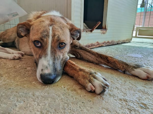FIONA (UnionAnimal)