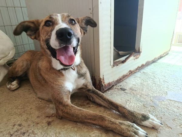FIONA (UnionAnimal)