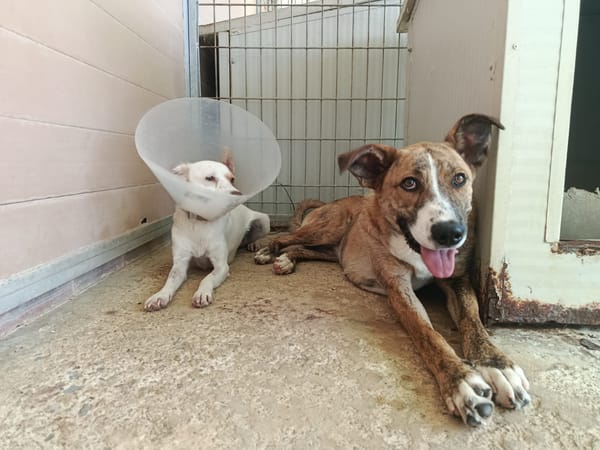 FIONA (UnionAnimal)