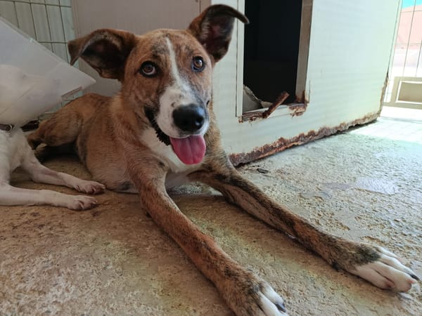 FIONA (UnionAnimal)