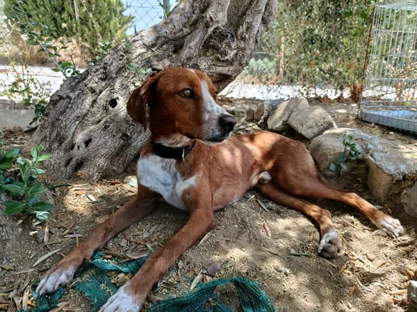 ORSON (Union Animal)