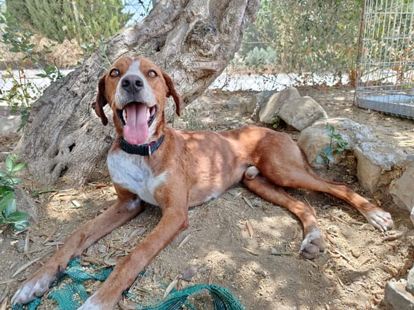 ORSON (Union Animal)