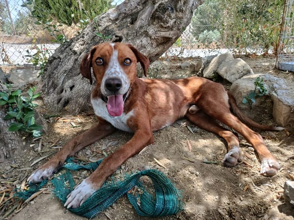 ORSON (Union Animal)