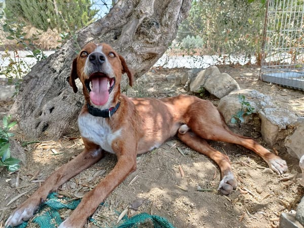 ORSON (Union Animal)