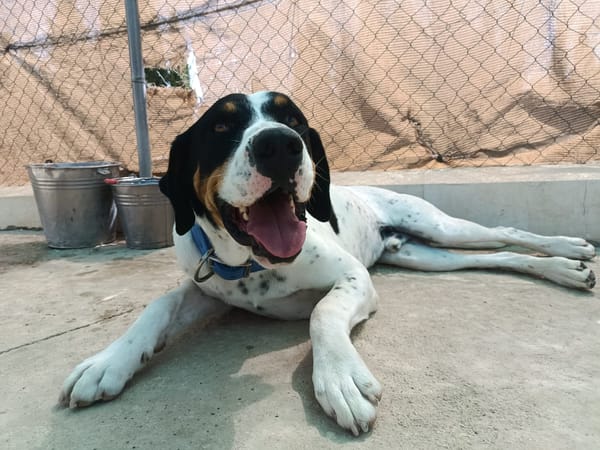 GARY (union animal)