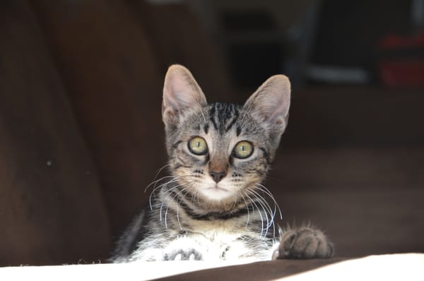 ATLAS