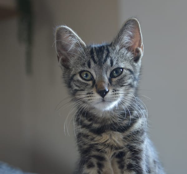 ATLAS