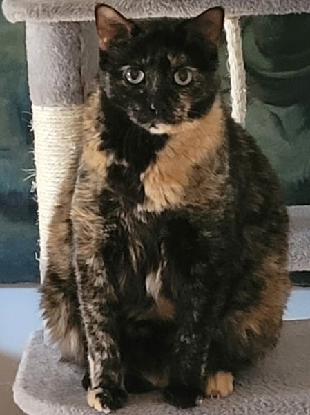Moka