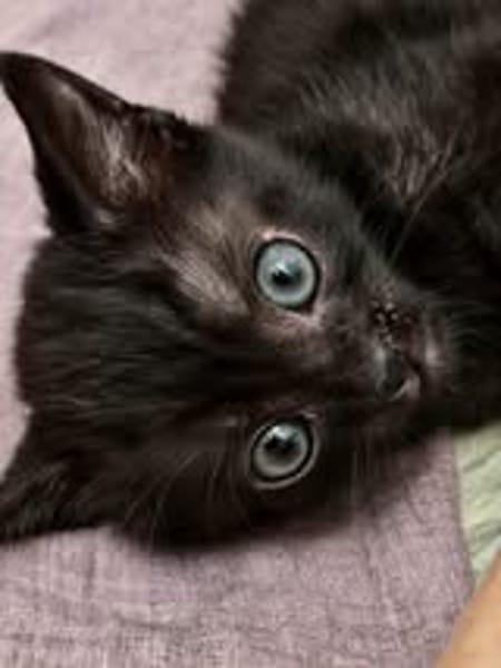 LOUSTIC