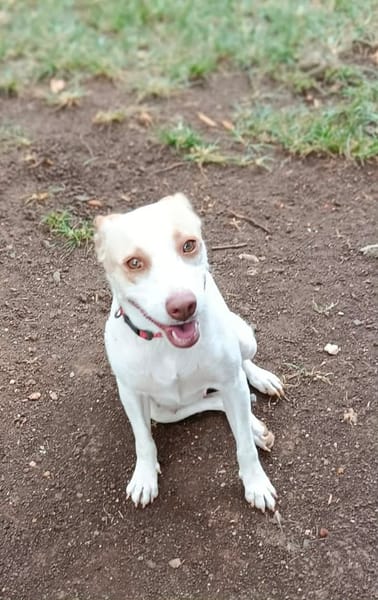Dolce chienne femelle Berger Créole