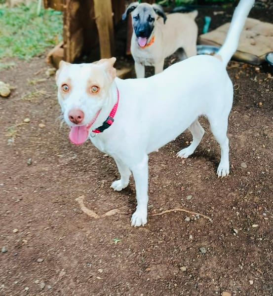 Dolce chienne femelle Berger Créole