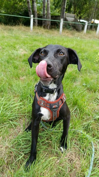 Cheeky chiot mâle Berger Créole