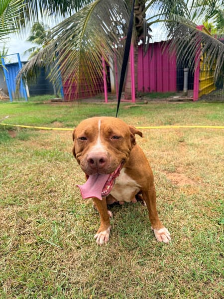 STARLETT chienne femelle Berger Créole