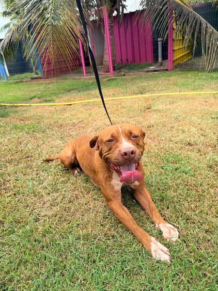 STARLETT chienne femelle Berger Créole