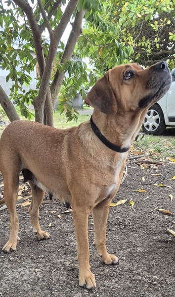 POUPIX femelle Labrador